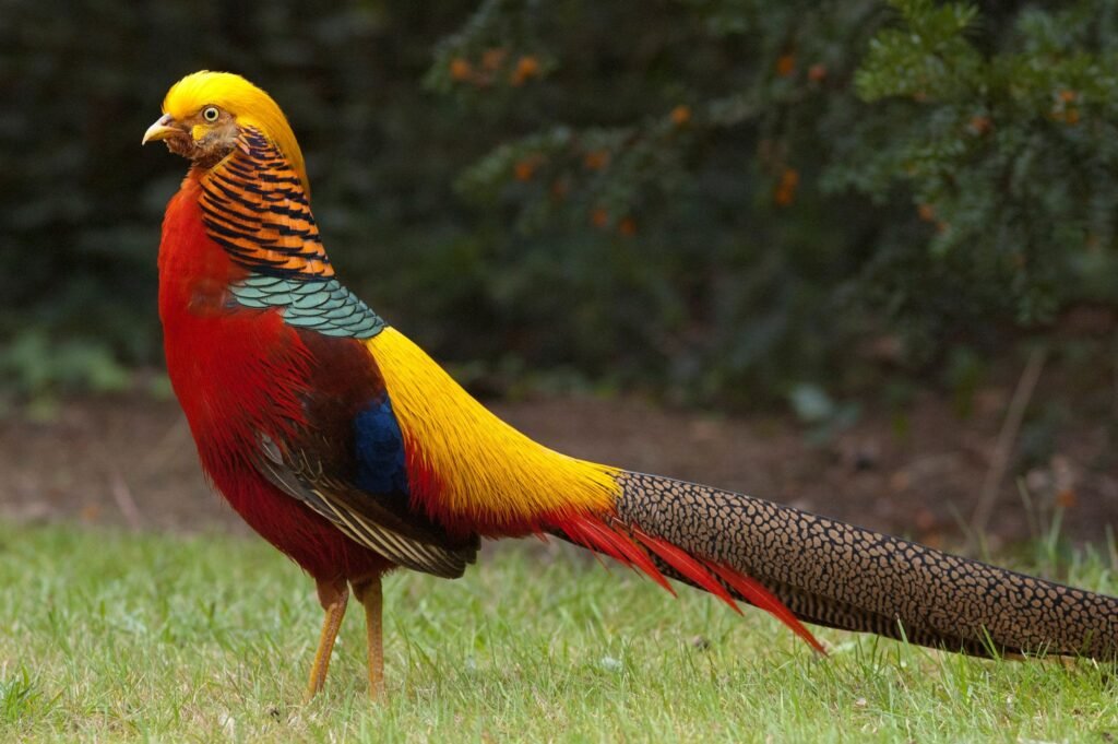 Golden Pheasant - The Radiant Jewel of the Avian World