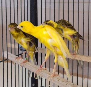 Chirping Cheerfulness: Unraveling the Wonders of Canary Companionship