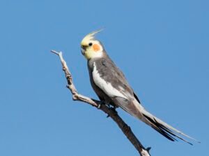 Crested Companions: Mastering the Art of Cockatiel Care and Connection