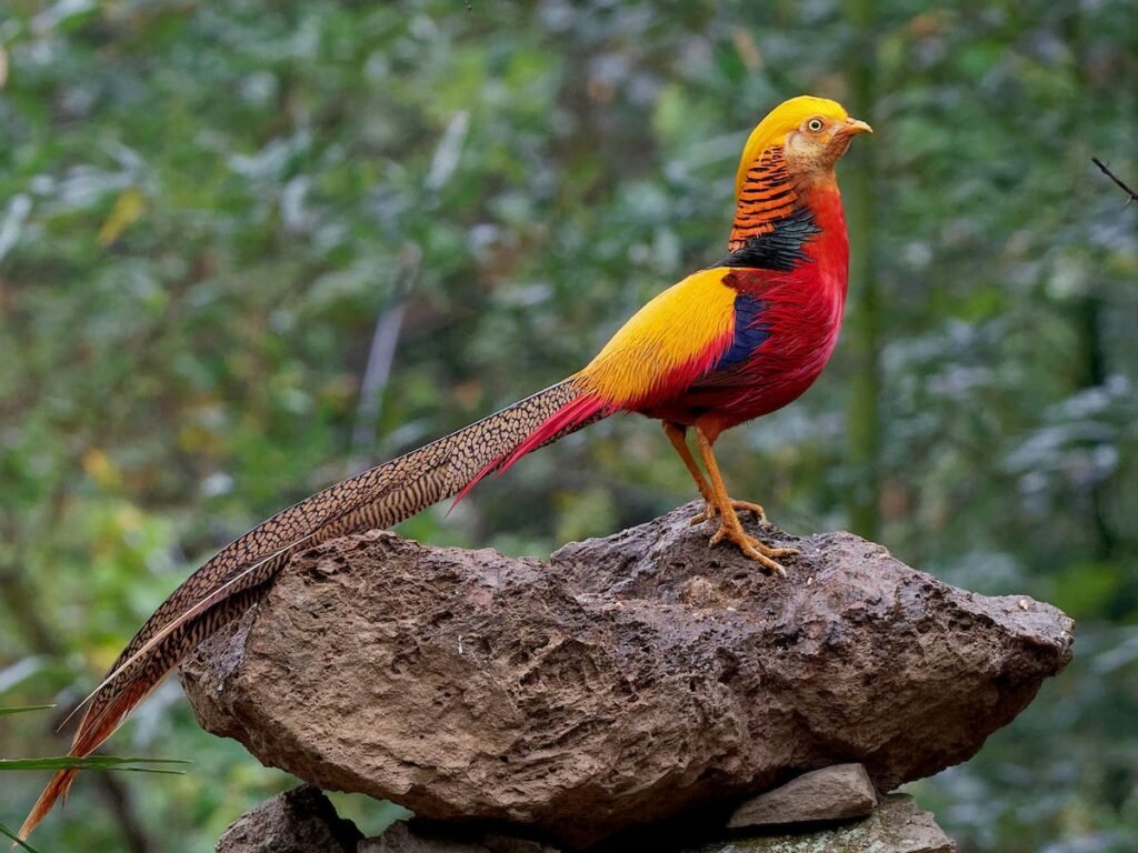 Golden Pheasant - The Radiant Jewel of the Avian World