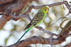 Pocket-Sized Charmers: The Delightful World of Budgerigars