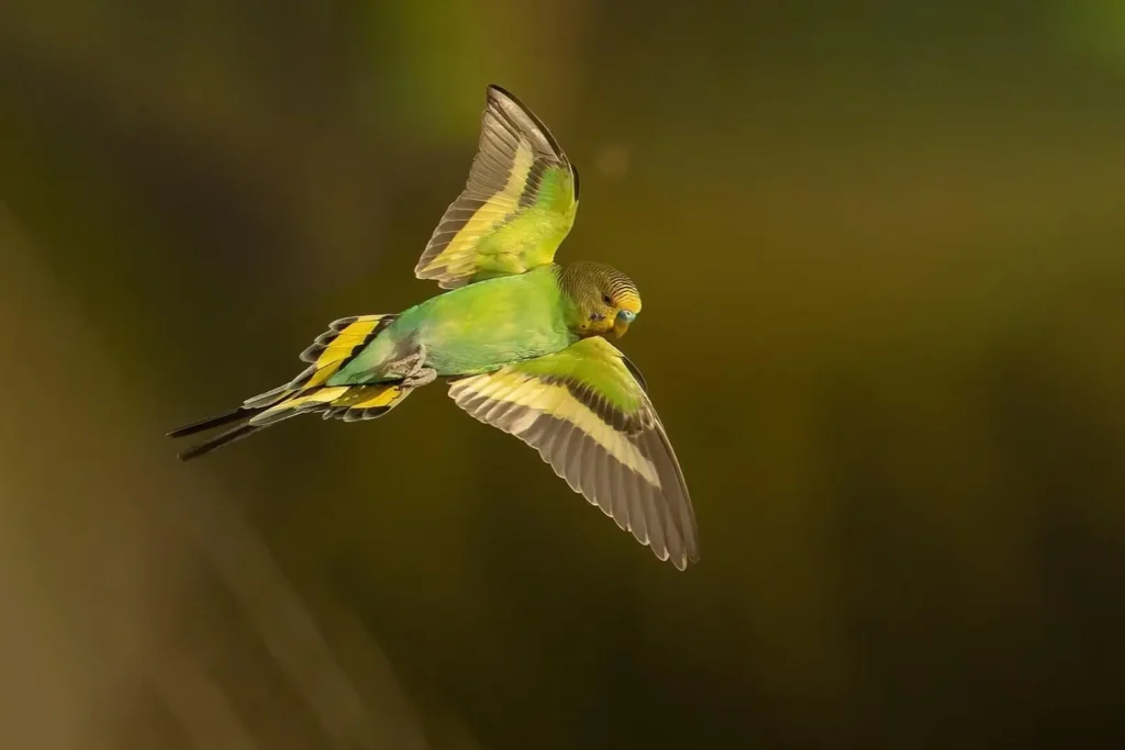 Pocket-Sized Charmers: The Delightful World of Budgerigars