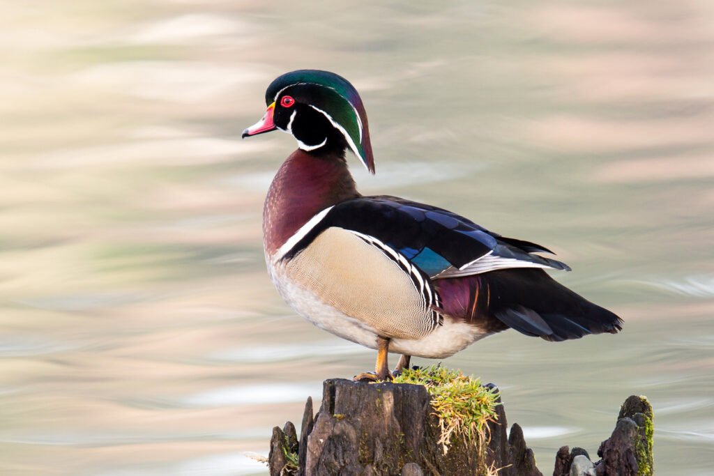 Uncover the Beauty and Grace of the Wood Duck