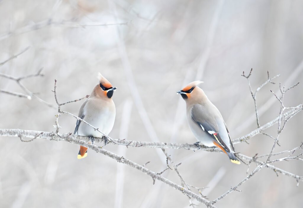 Bohemian Waxwing - The Elegant Nomad of the North