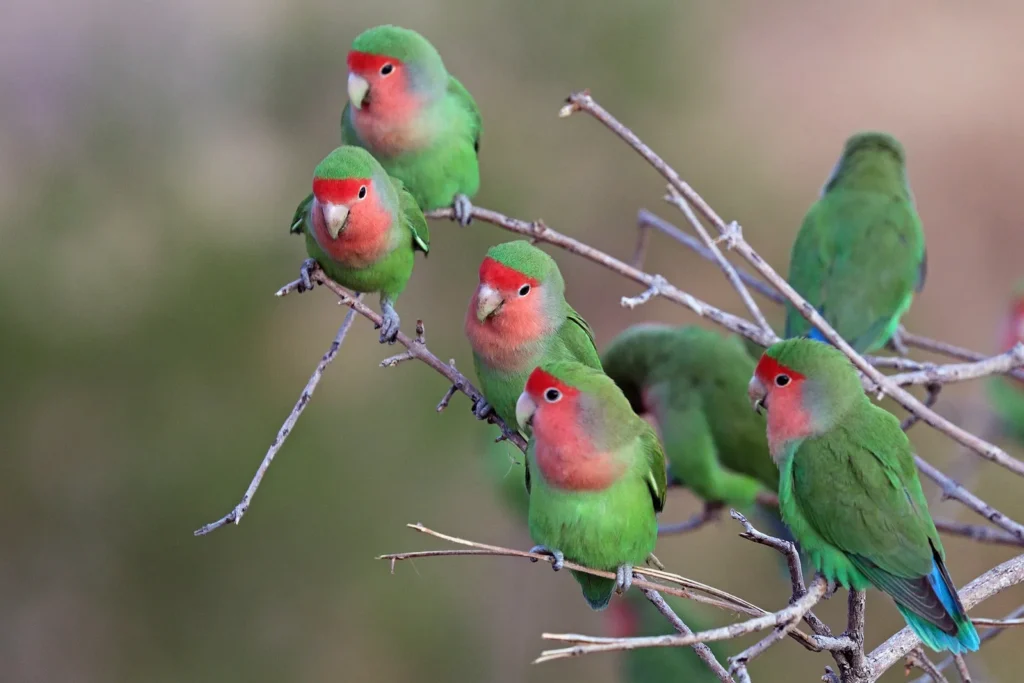 Feathered Valentines: Unlocking the Secrets of Happy, Healthy Lovebirds