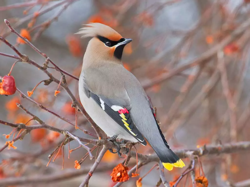 Bohemian Waxwing - The Elegant Nomad of the North