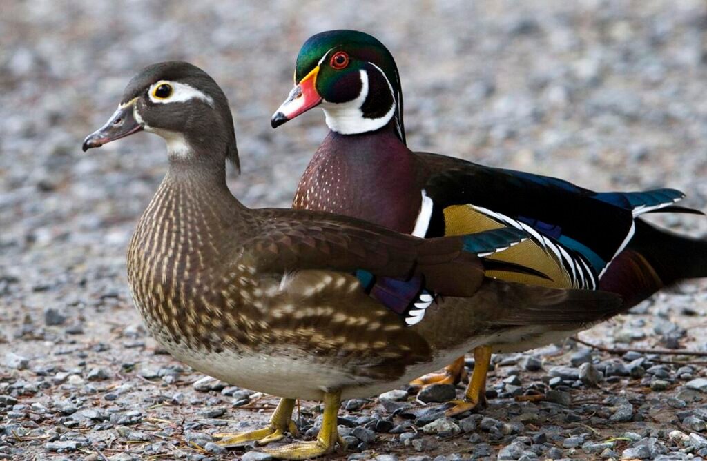 Uncover the Beauty and Grace of the Wood Duck