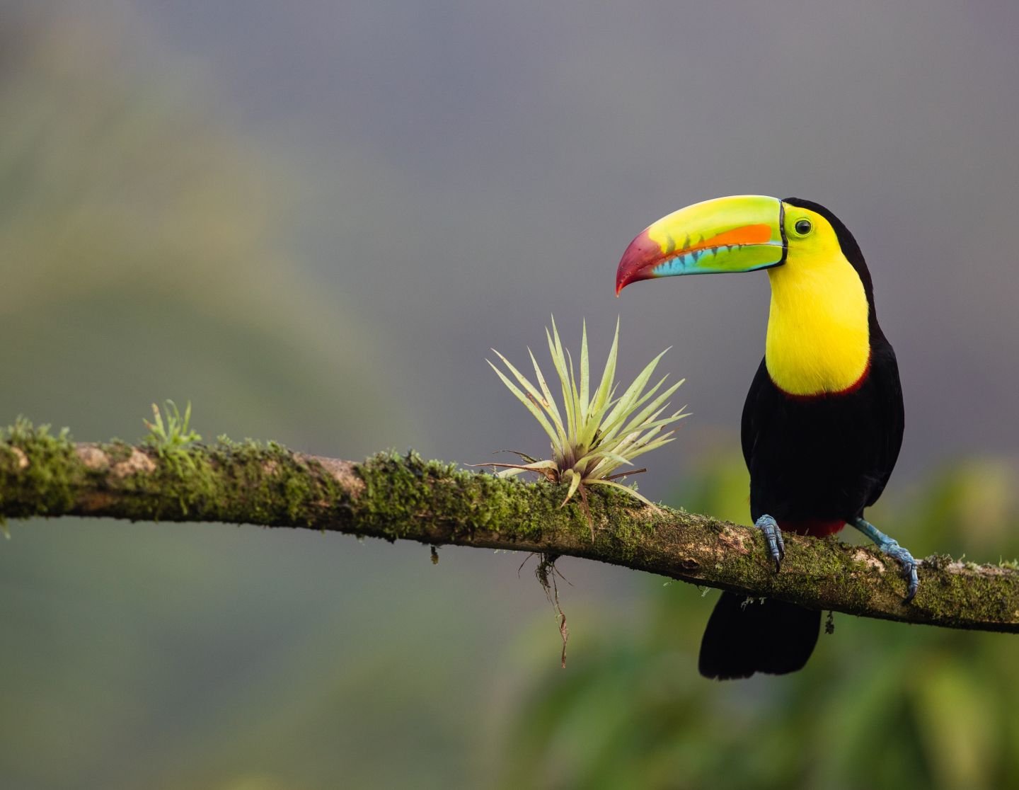 Keel-billed Toucan - The Vibrant Beaked Beauty