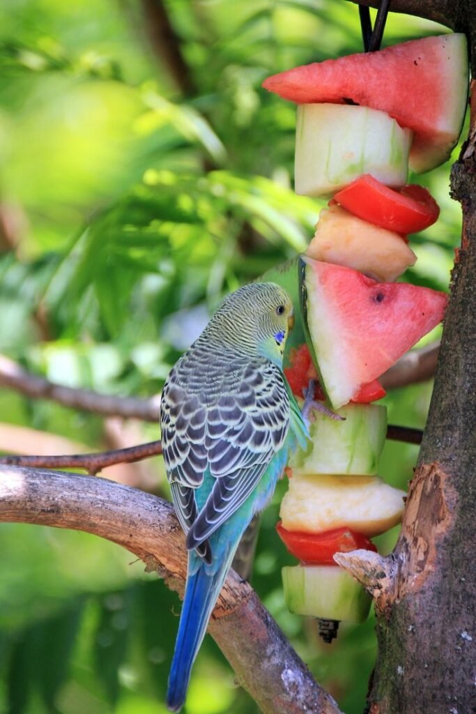 Pocket-Sized Charmers: The Delightful World of Budgerigars