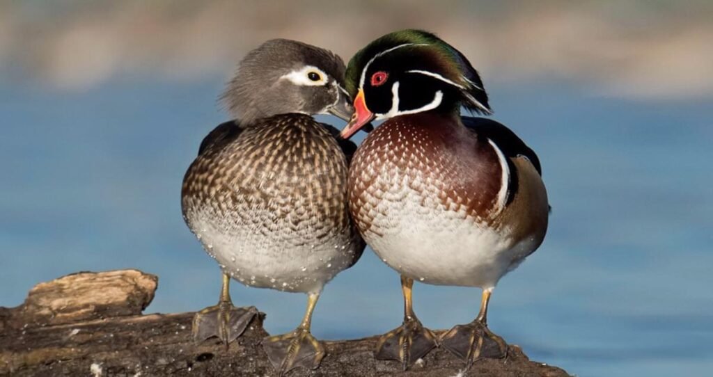 Uncover the Beauty and Grace of the Wood Duck