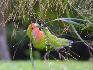 Feathered Valentines: Unlocking the Secrets of Happy, Healthy Lovebirds