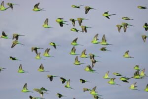 Pocket-Sized Charmers: The Delightful World of Budgerigars