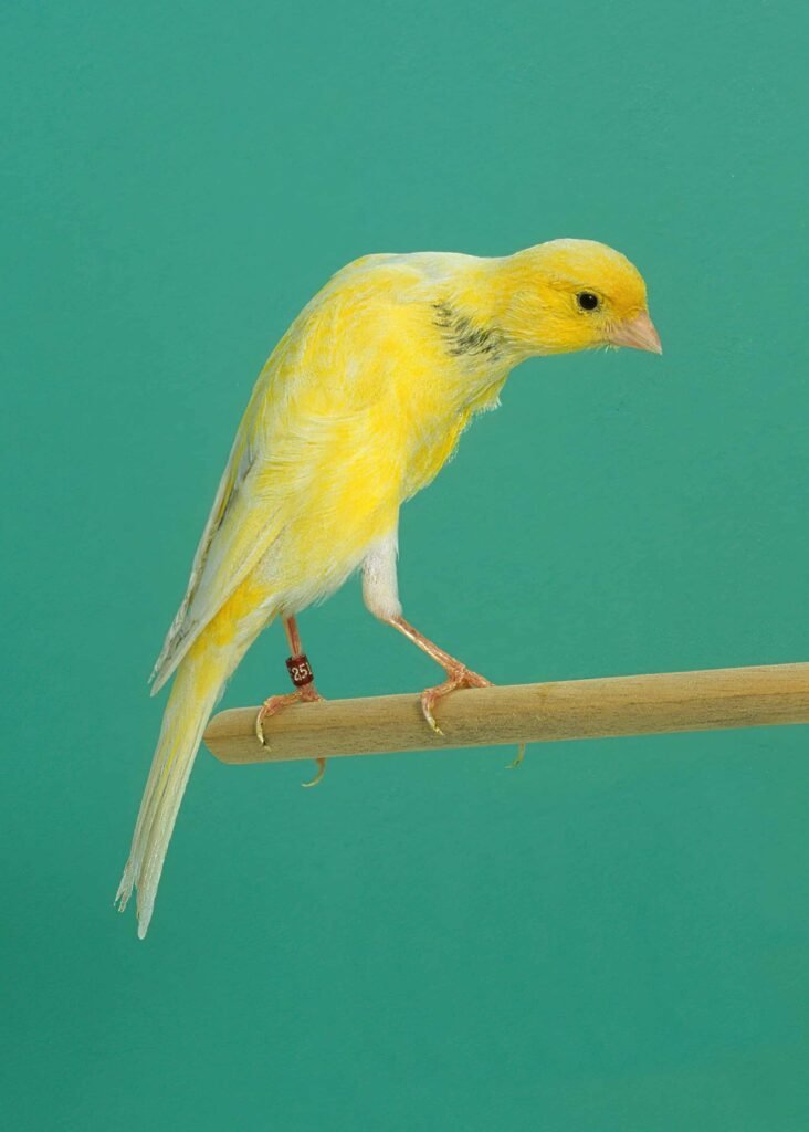 Chirping Cheerfulness: Unraveling the Wonders of Canary Companionship