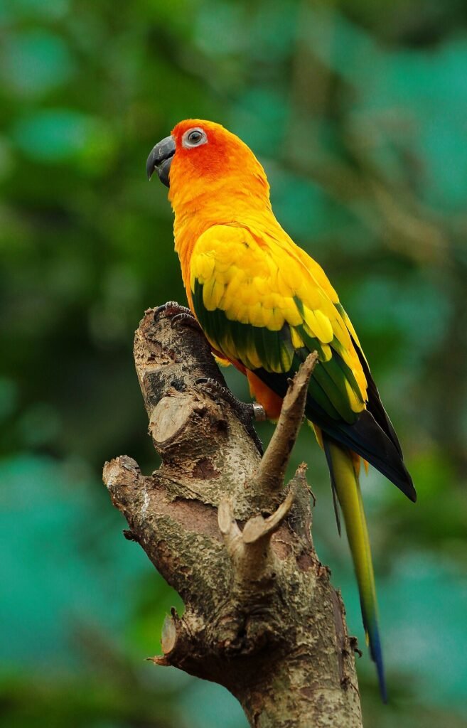 Pocket-Sized Parrots: Unveiling the Joys of Green Cheek Conure Companionship