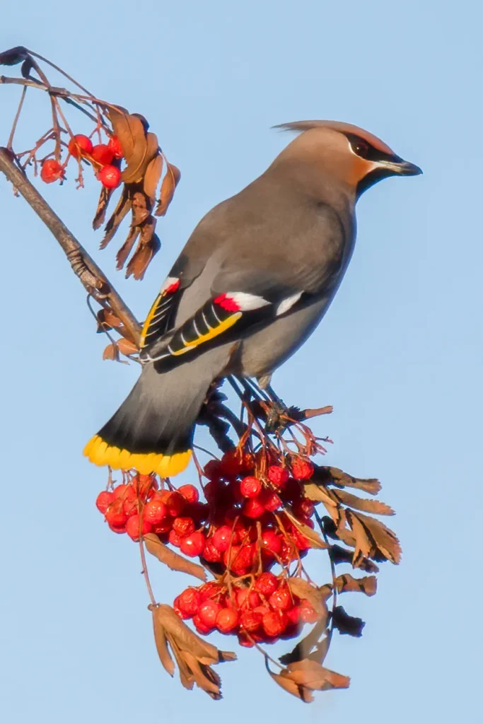 Bohemian Waxwing - The Elegant Nomad of the North