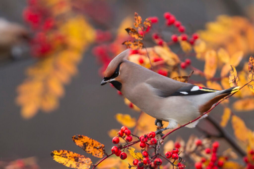 Bohemian Waxwing – The Elegant Nomad of the North