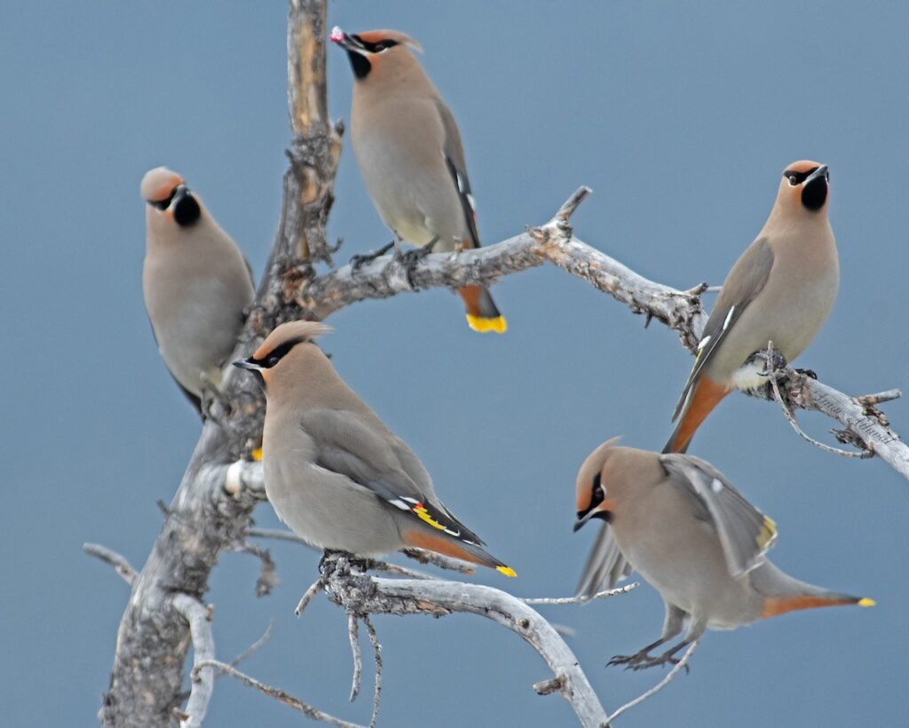 Bohemian Waxwing - The Elegant Nomad of the North