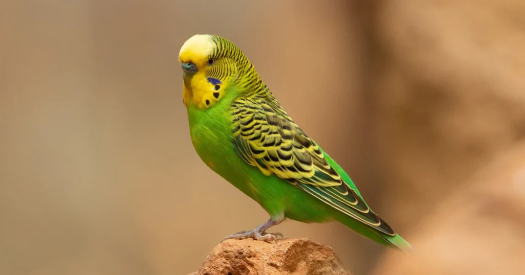 Pocket-Sized Charmers: The Delightful World of Budgerigars