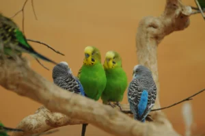 Pocket-Sized Charmers: The Delightful World of Budgerigars