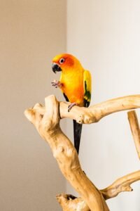 Pocket-Sized Parrots: Unveiling the Joys of Green Cheek Conure Companionship