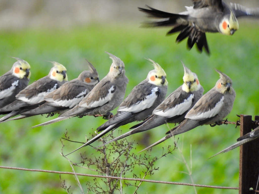 Crested Companions: Mastering the Art of Cockatiel Care and Connection