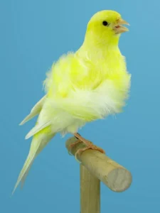 Chirping Cheerfulness: Unraveling the Wonders of Canary Companionship