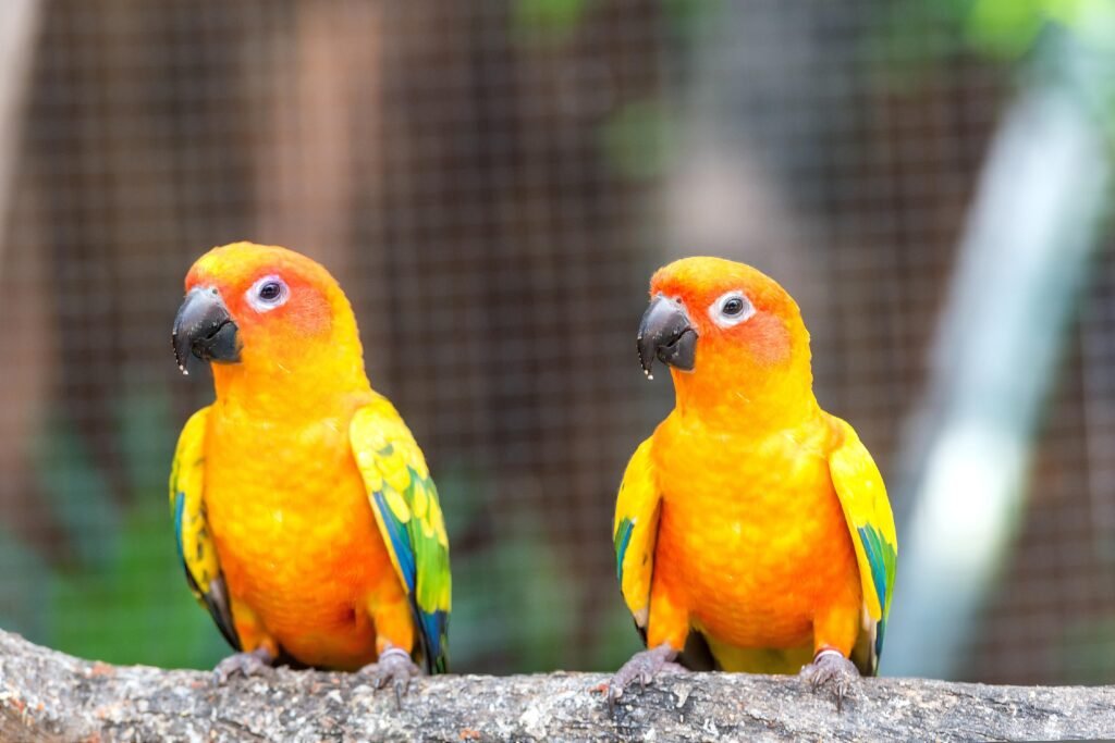 Pocket-Sized Parrots: Unveiling the Joys of Green Cheek Conure Companionship