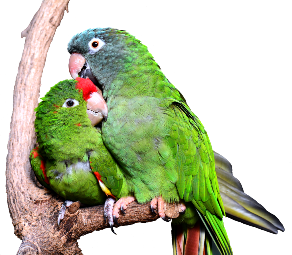 Pocket-Sized Parrots: Unveiling the Joys of Green Cheek Conure Companionship