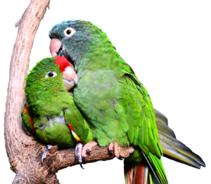 Pocket-Sized Parrots: Unveiling the Joys of Green Cheek Conure Companionship