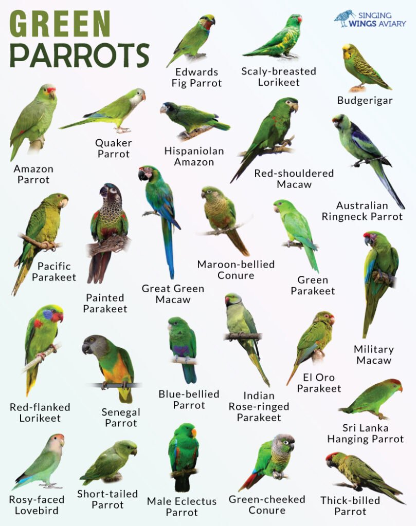 Pocket-Sized Parrots: Unveiling the Joys of Green Cheek Conure Companionship