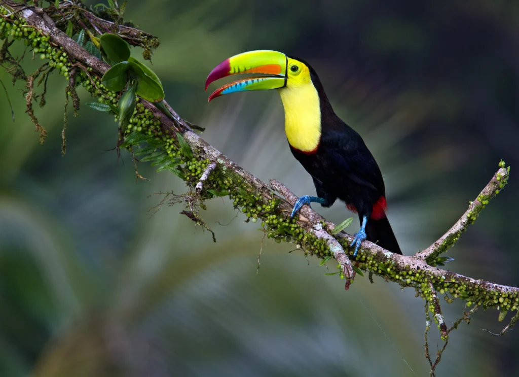 Keel-billed Toucan – The Vibrant Beaked Beauty