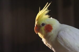 Crested Companions: Mastering the Art of Cockatiel Care and Connection