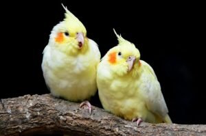 Crested Companions: Mastering the Art of Cockatiel Care and Connection