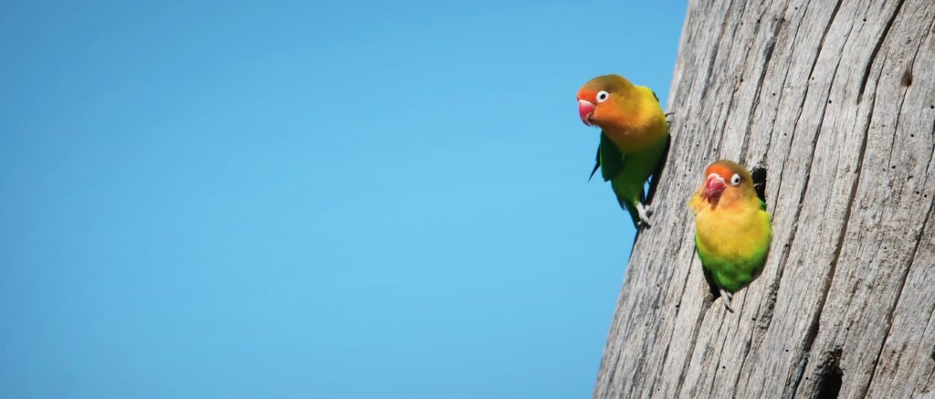 Feathered Valentines: Unlocking the Secrets of Happy, Healthy Lovebirds