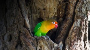 Feathered Valentines: Unlocking the Secrets of Happy, Healthy Lovebirds