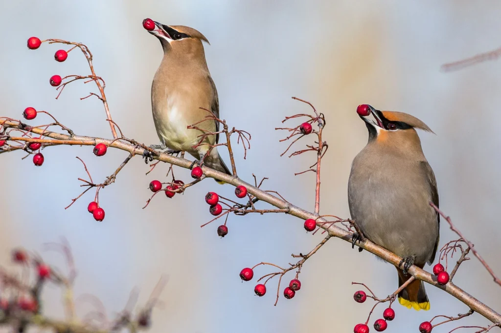 Bohemian Waxwing - The Elegant Nomad of the North