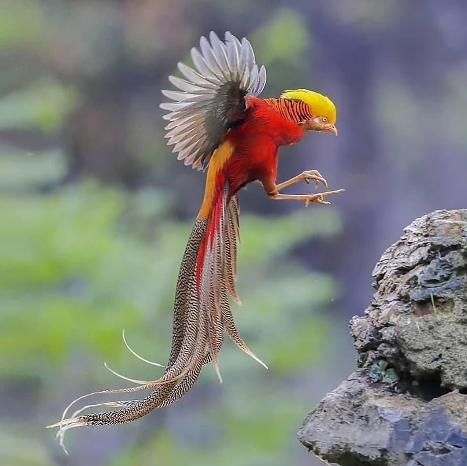 Golden Pheasant - The Radiant Jewel of the Avian World