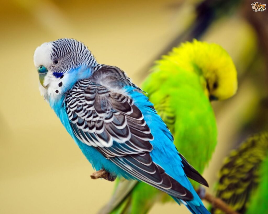 Pocket-Sized Charmers: The Delightful World of Budgerigars