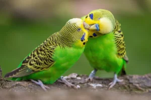 Pocket-Sized Charmers: The Delightful World of Budgerigars