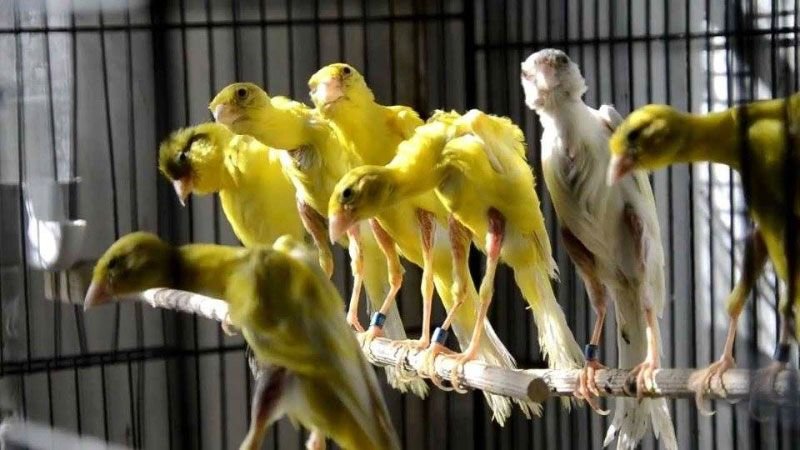 Chirping Cheerfulness: Unraveling the Wonders of Canary Companionship