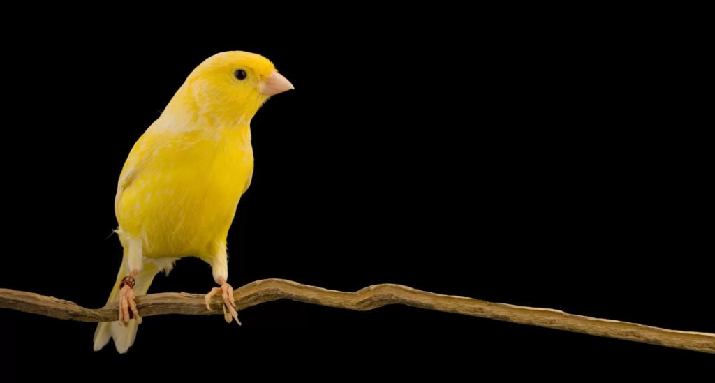 Chirping Cheerfulness: Unraveling the Wonders of Canary Companionship