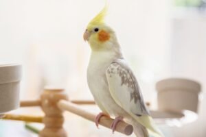 Crested Companions: Mastering the Art of Cockatiel Care and Connection