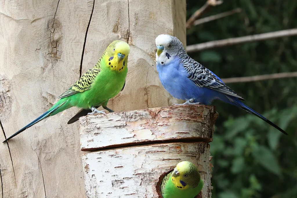 Pocket-Sized Charmers: The Delightful World of Budgerigars