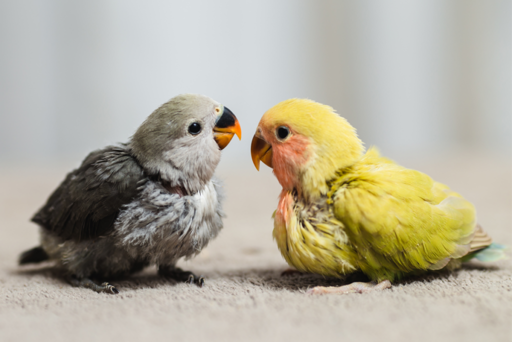 Feathered Valentines: Unlocking the Secrets of Happy, Healthy Lovebirds