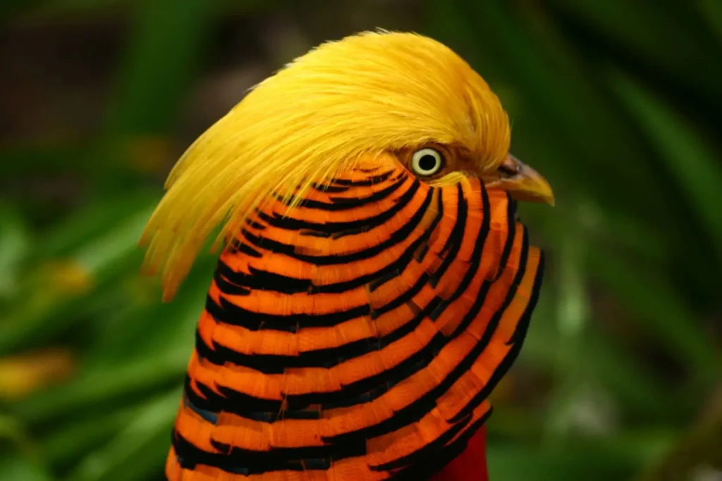 Golden Pheasant - The Radiant Jewel of the Avian World