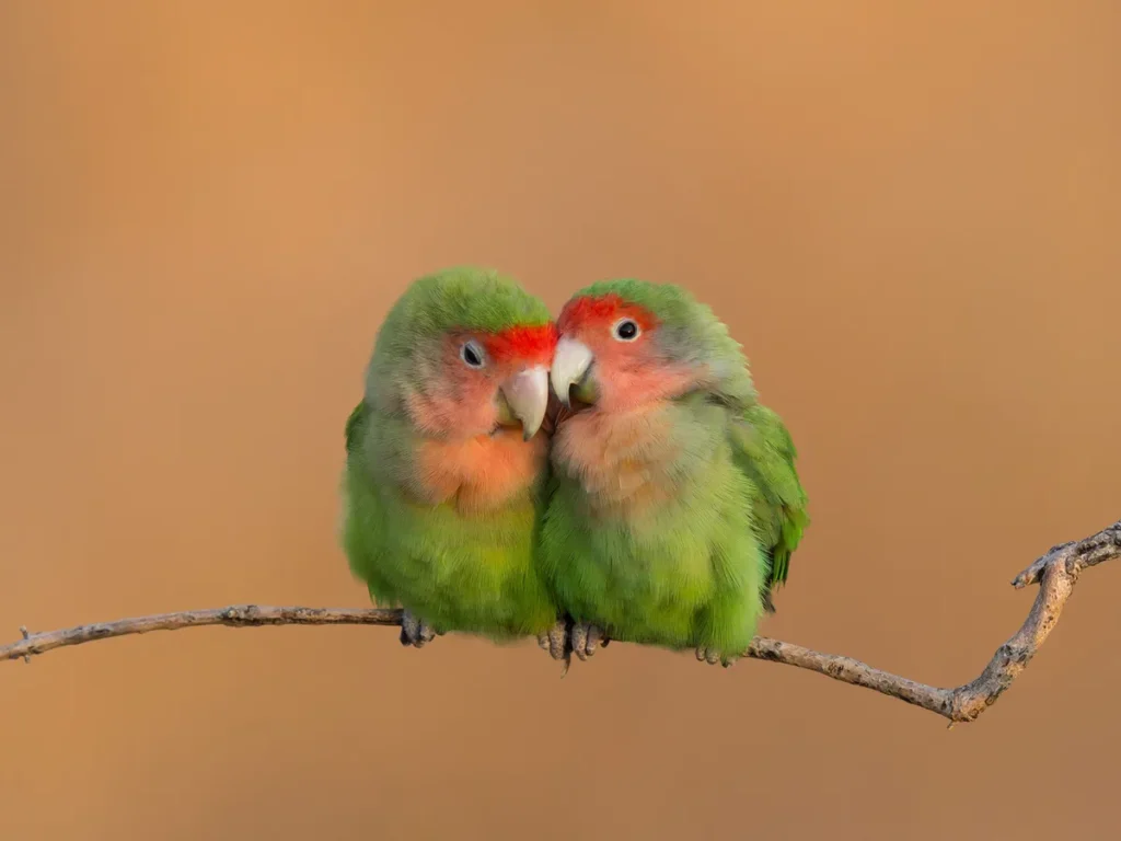 Feathered Valentines: Unlocking the Secrets of Happy, Healthy Lovebirds