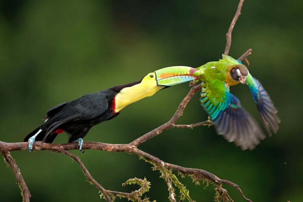 Keel-billed Toucan - The Vibrant Beaked Beauty