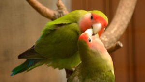 Feathered Valentines: Unlocking the Secrets of Happy, Healthy Lovebirds