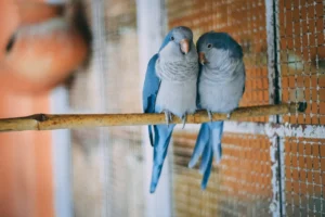 Pocket-Sized Charmers: The Delightful World of Budgerigars