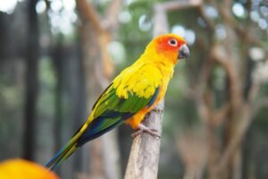 Pocket-Sized Parrots: Unveiling the Joys of Green Cheek Conure Companionship